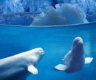 Beluga китов видов зубатых семьи Monodontidae, проживающих в арктических и субарктических.